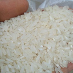 长粒香大米 一等品 绿色食品 晚稻 学校,工厂 家庭用米批发供应 长粒香大米 一等品 绿色食品 晚稻 学校,工厂 家庭用米价格行情 长粒香大米 一等品 绿色食品